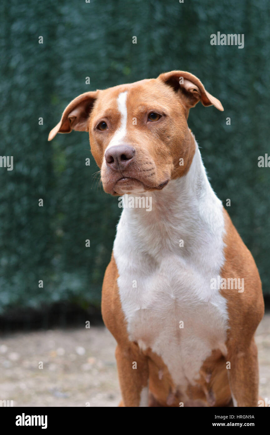 Portrait d'un American Staffordshire Banque D'Images