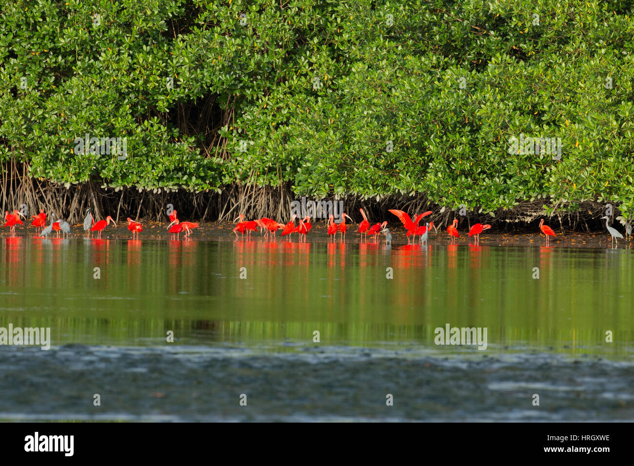 Ibis rouge (Eudocimus ruber). Banque D'Images