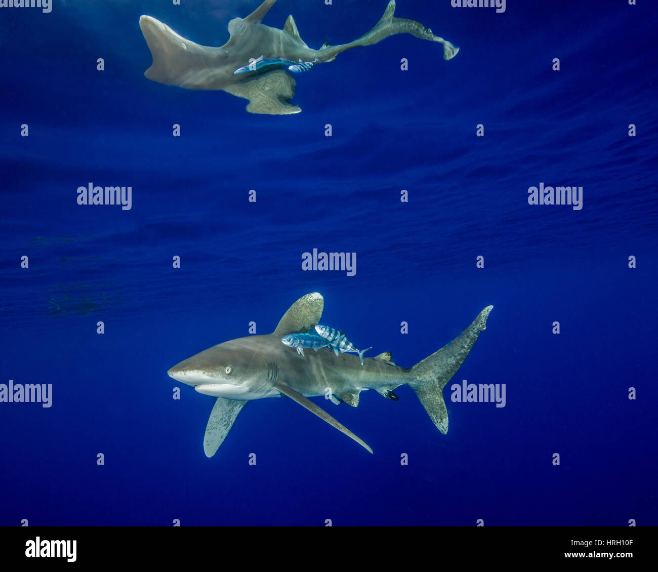 Un requin à pointe blanche océanique et réflexions de surface aux Bahamas Banque D'Images