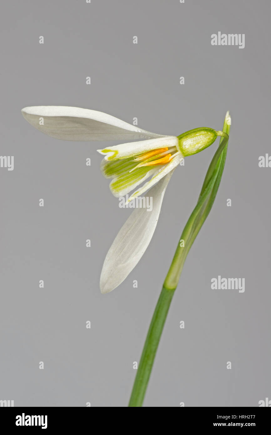 L'article de snowdrop, Galanthus nivalis, fleur blanche et verte avec trois pétales extérieurs, corolla, ovaire, ovules et les étamines, anthères Banque D'Images