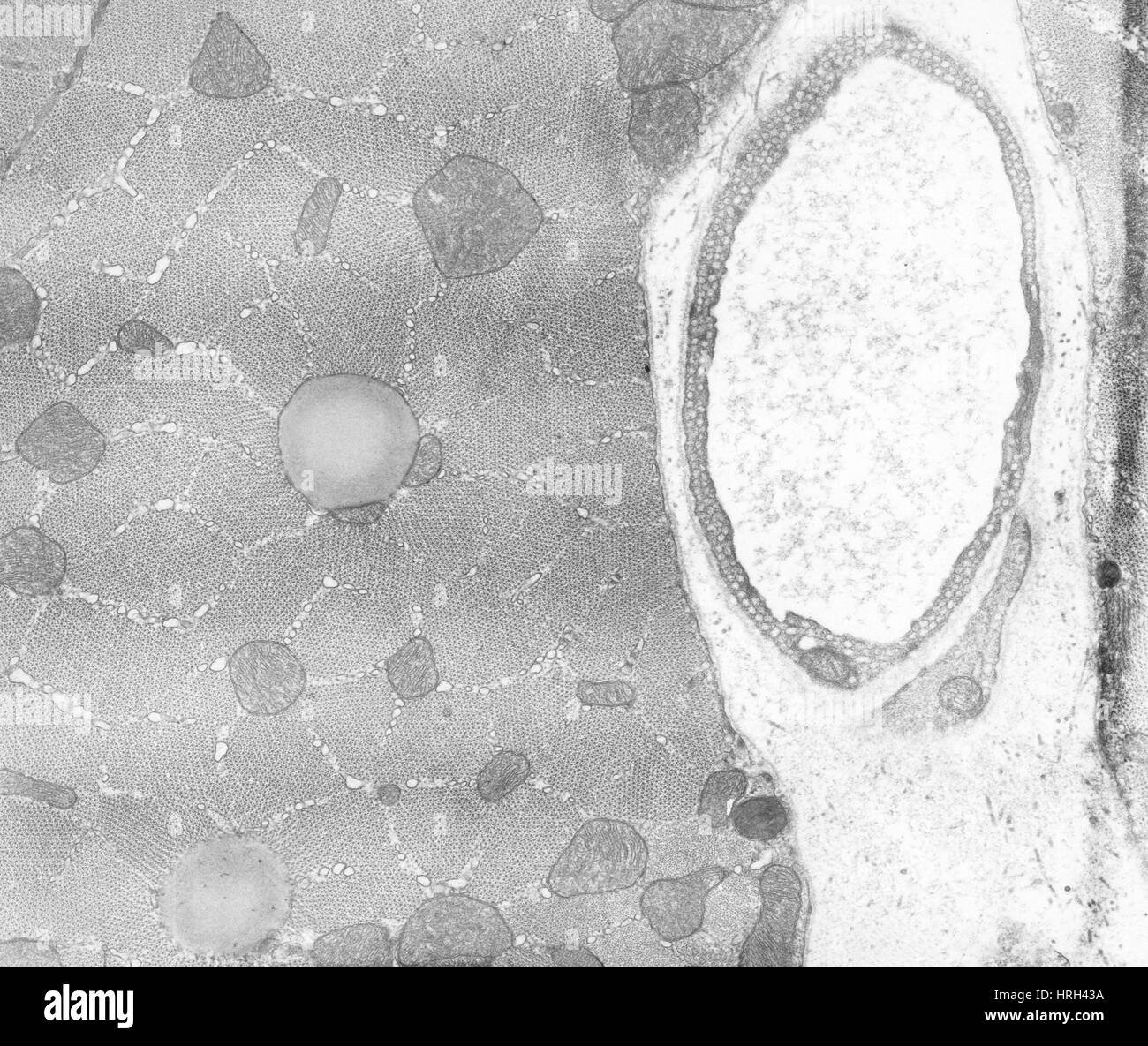 Cat Soleus, TEM Banque D'Images