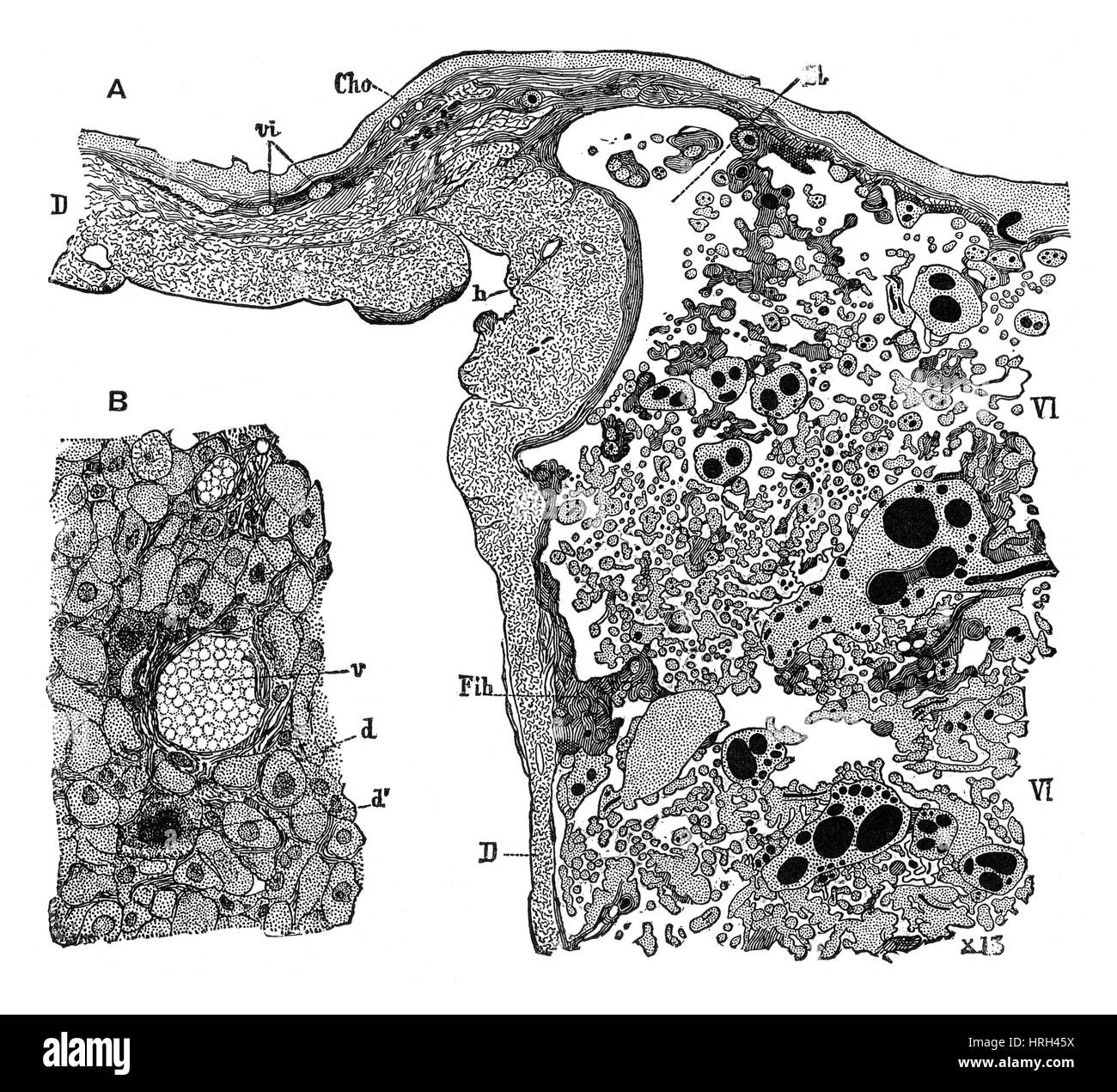 Structure du placenta Banque D'Images