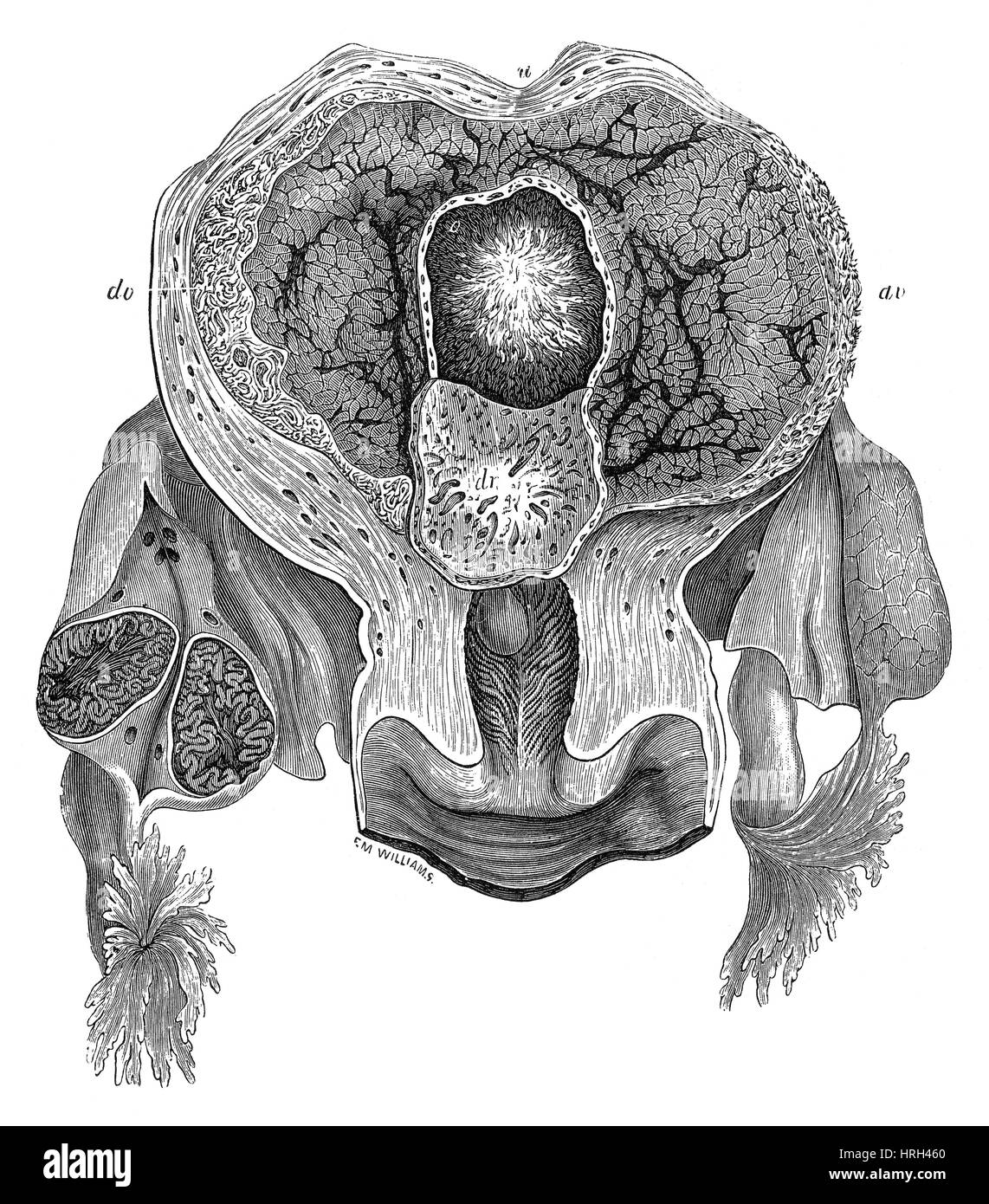 Les droits de l'utérus gravide, 25e jour Banque D'Images