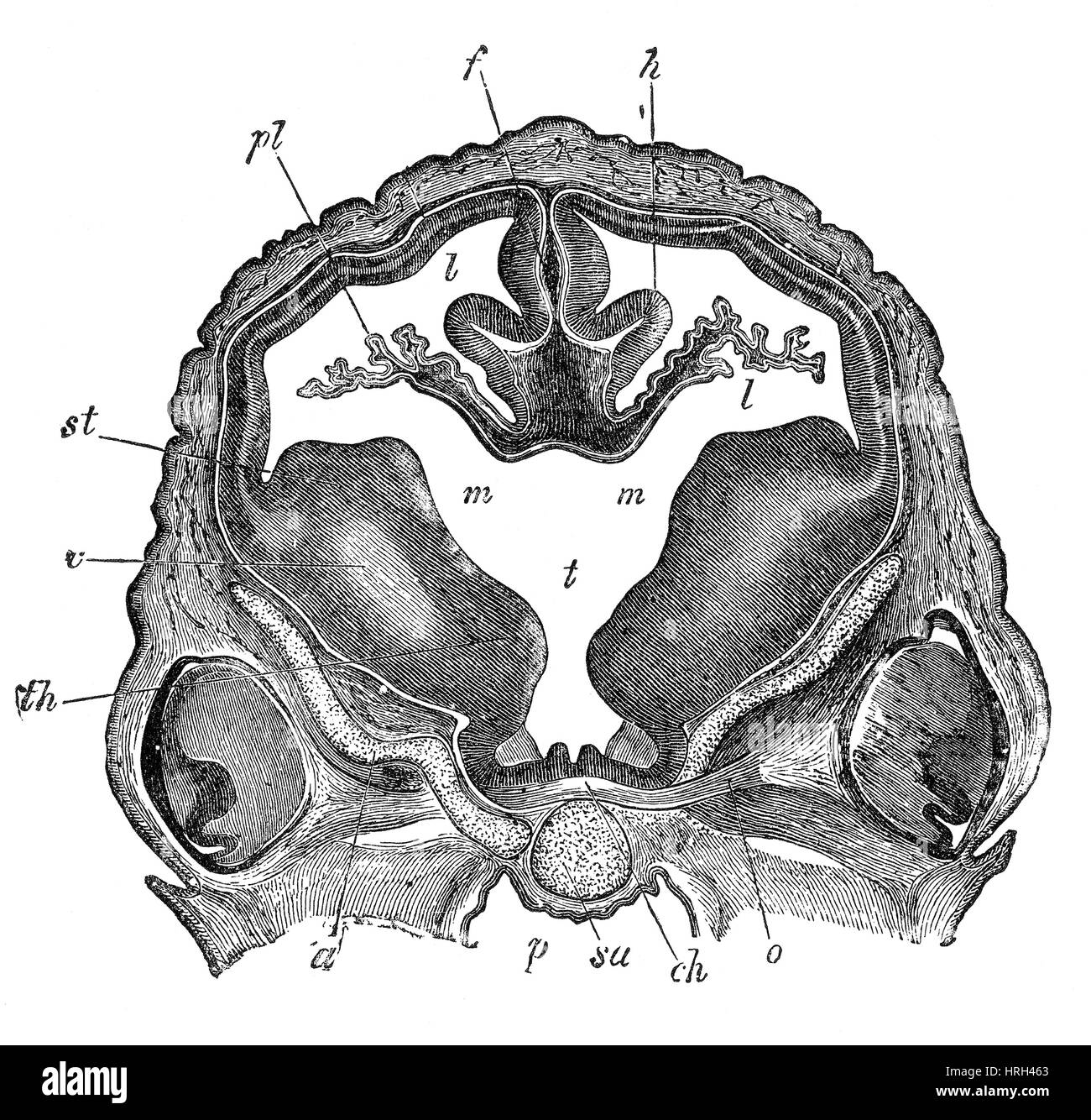 Cerveau d'embryon de mouton, Section transversale Banque D'Images