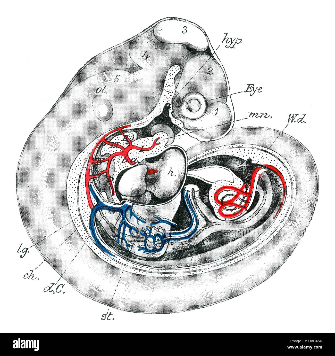 Les droits de l'embryon, de 3 à 4 semaines Banque D'Images