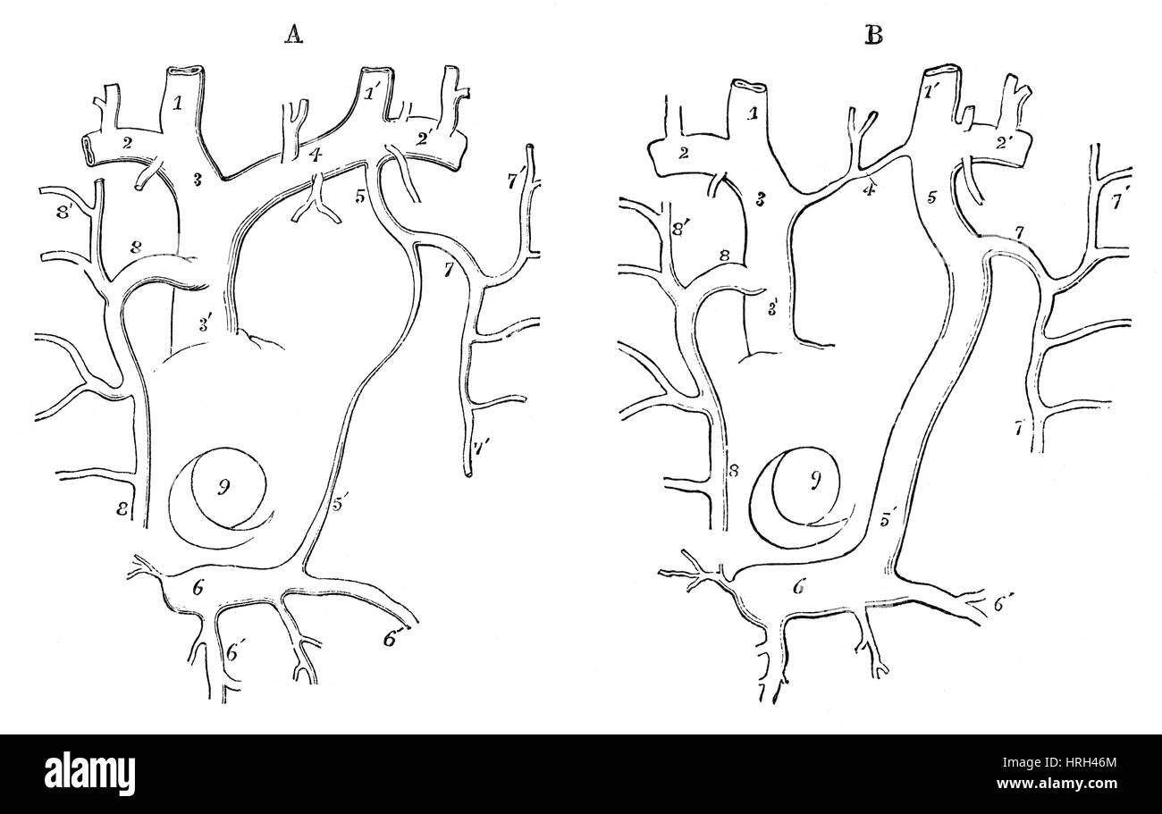 Les Veines de développement humain Banque D'Images