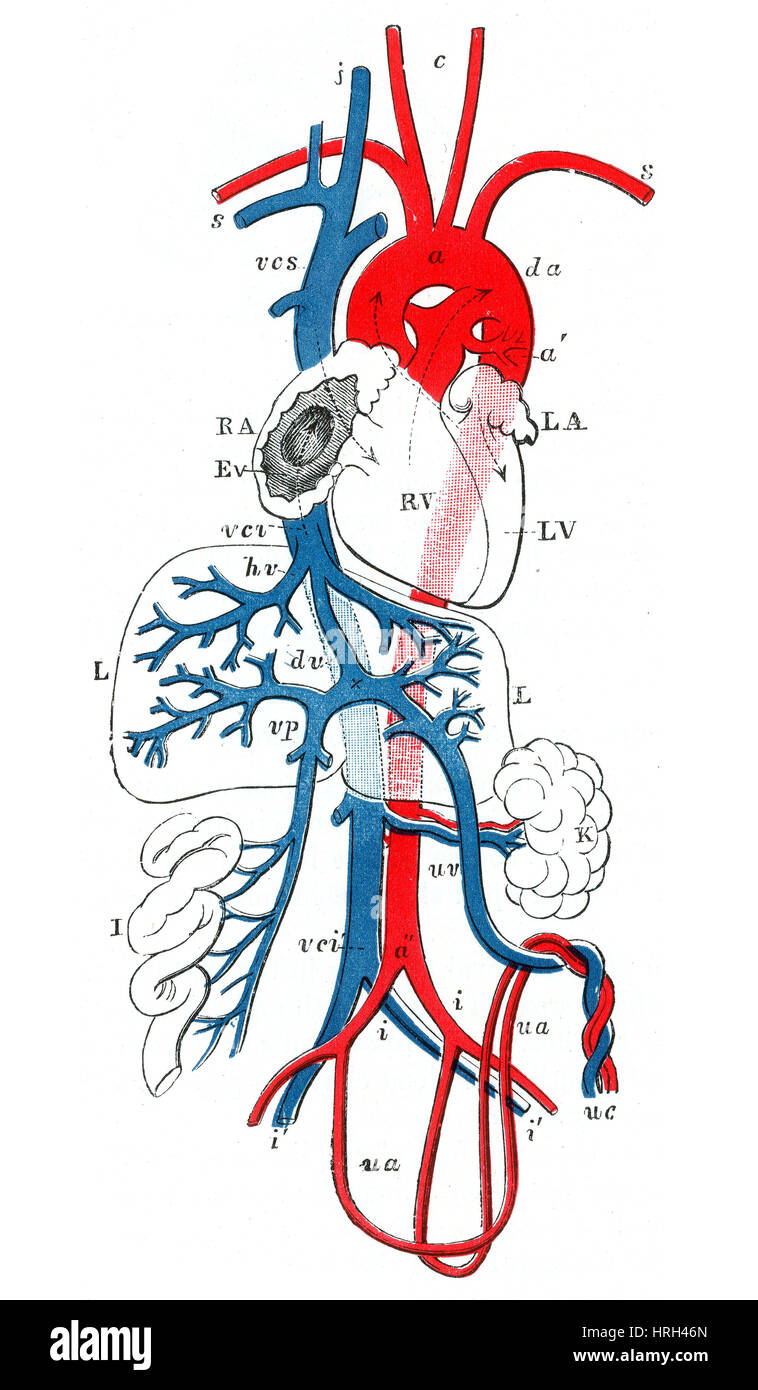 Foetus humain, 6 mois Banque D'Images