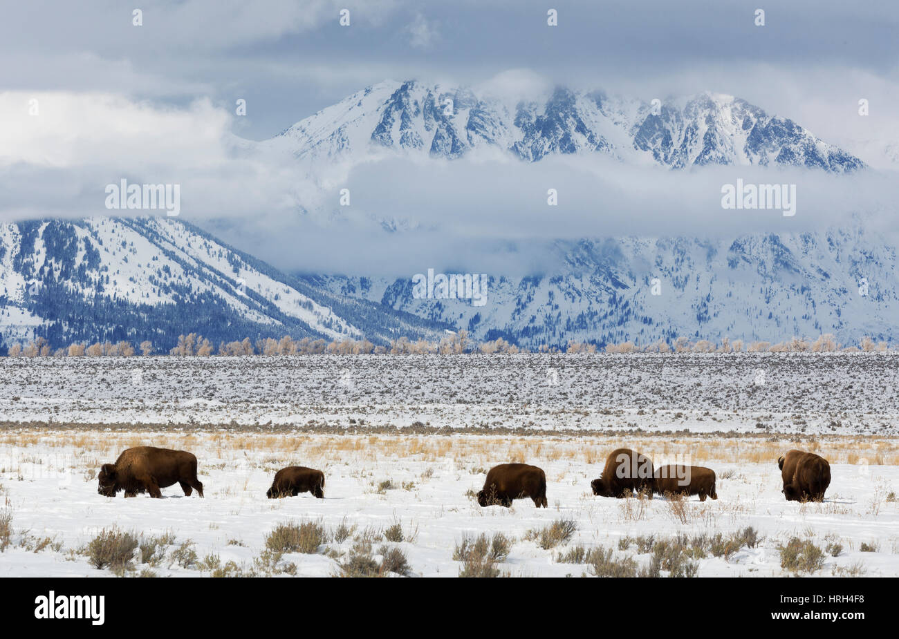 Le bison, l'hiver, Grand Tetons National Park Banque D'Images