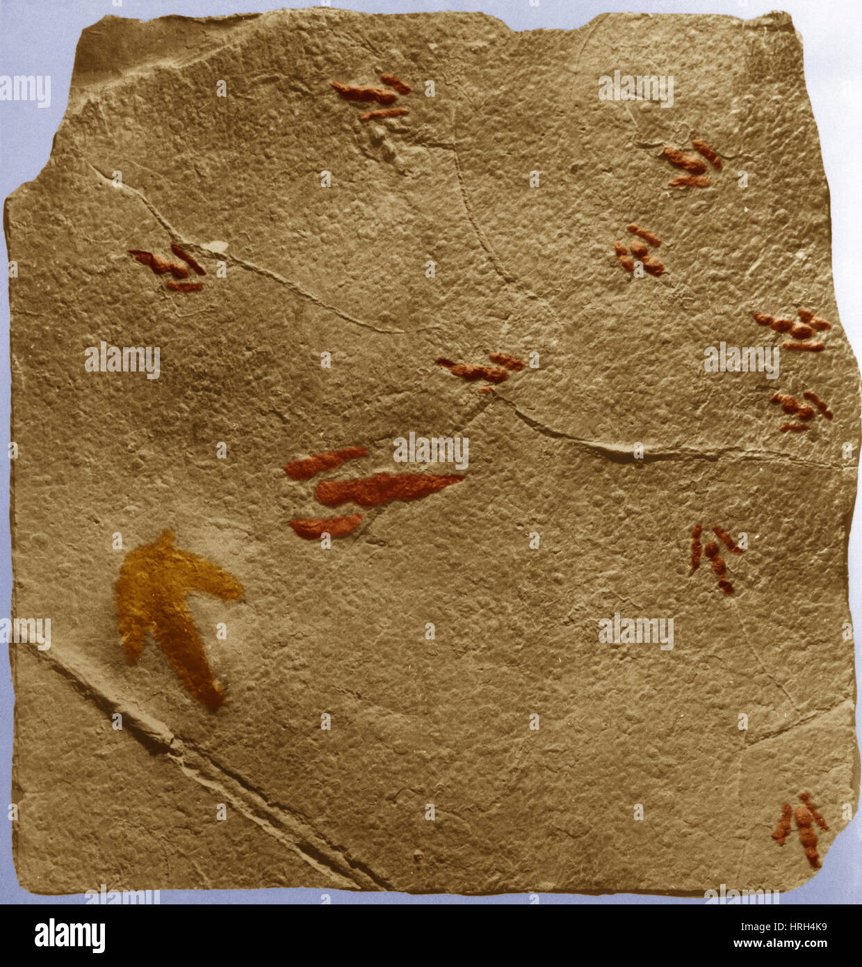 Traces de dinosaures Banque D'Images