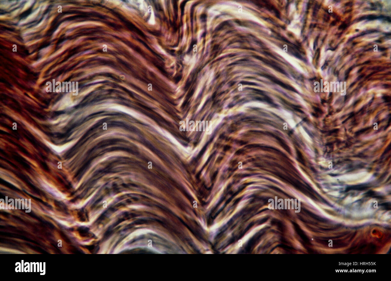 Micrograph Light de tissu musculaire Banque D'Images