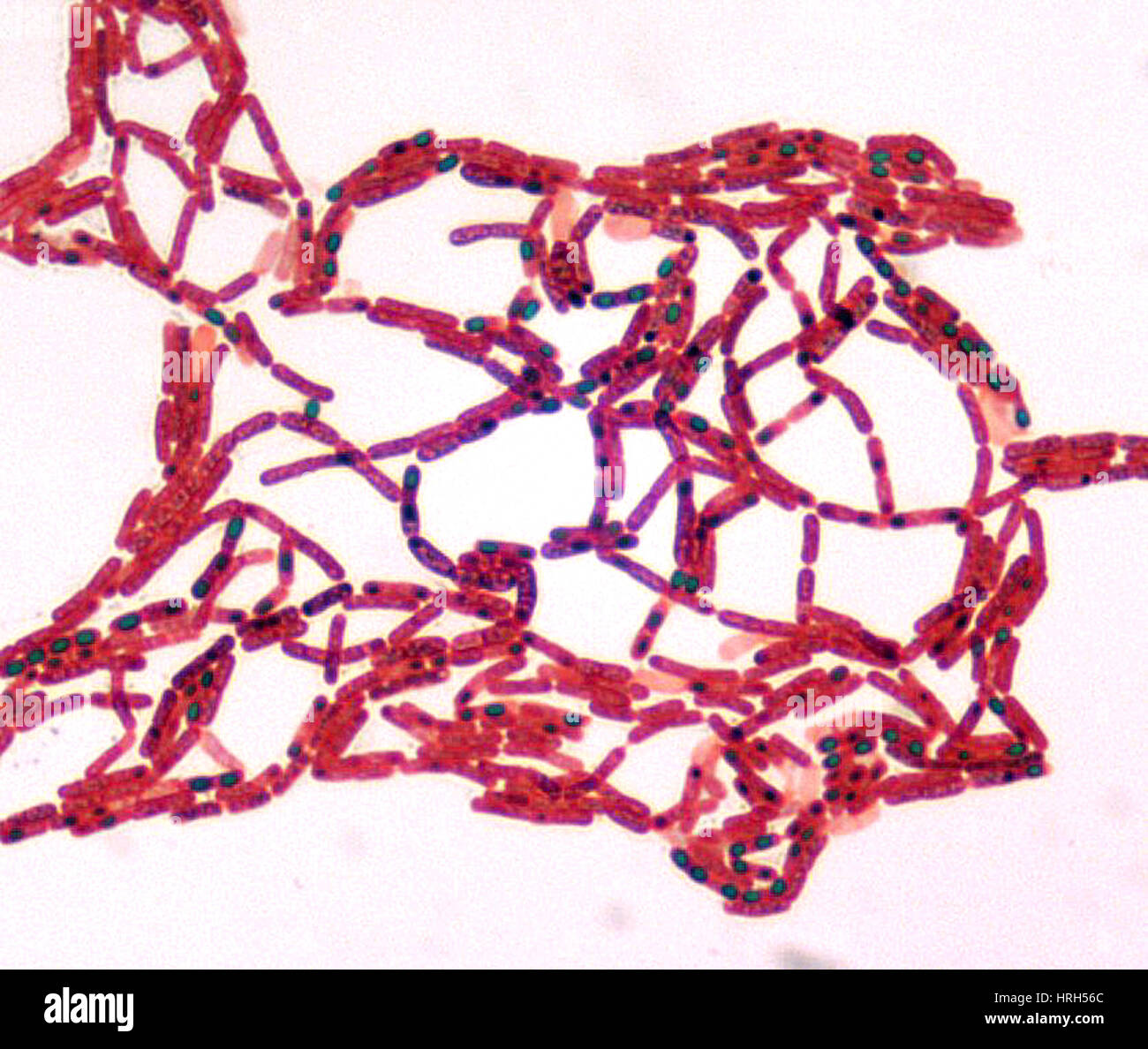Bacillus anthracis Banque D'Images