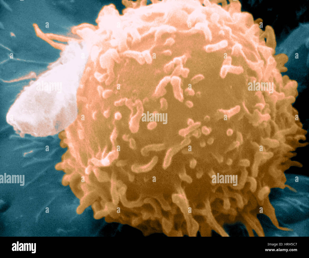 Lymphocyte humain, SEM Banque D'Images