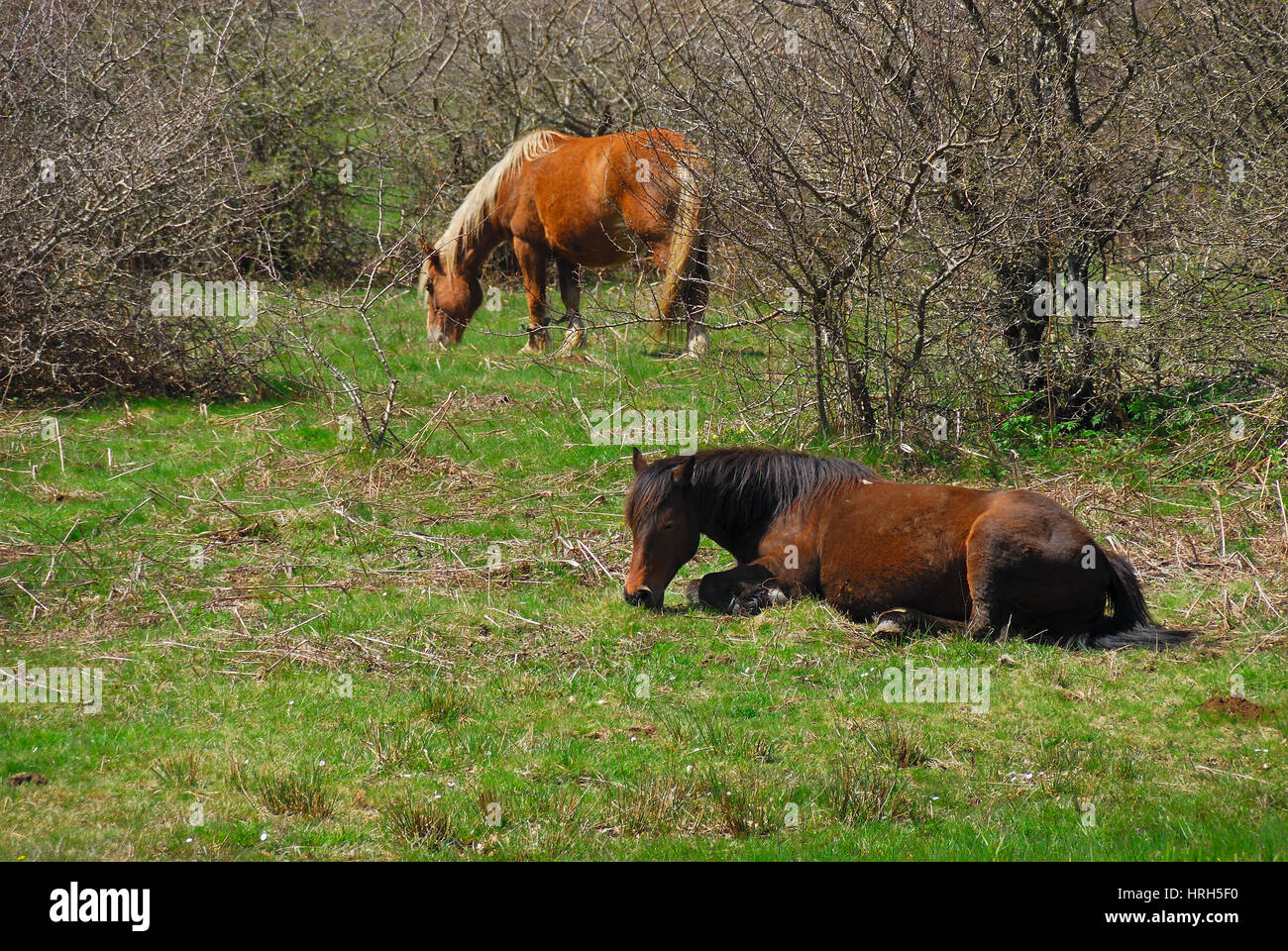Le pâturage des chevaux sur le plateau du Matese, Campanie, Italie. Banque D'Images