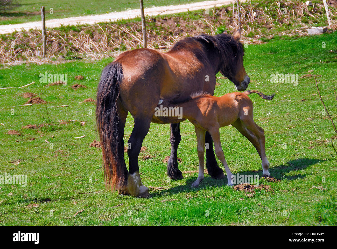 Le pâturage des chevaux sur le plateau du Matese, Campanie, Italie. Banque D'Images