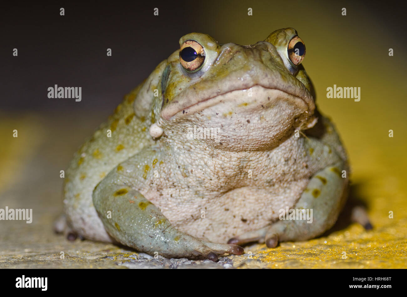 Crapaud du désert de Sonoran, Tucson Mountain Park, Arizona, USA. Banque D'Images