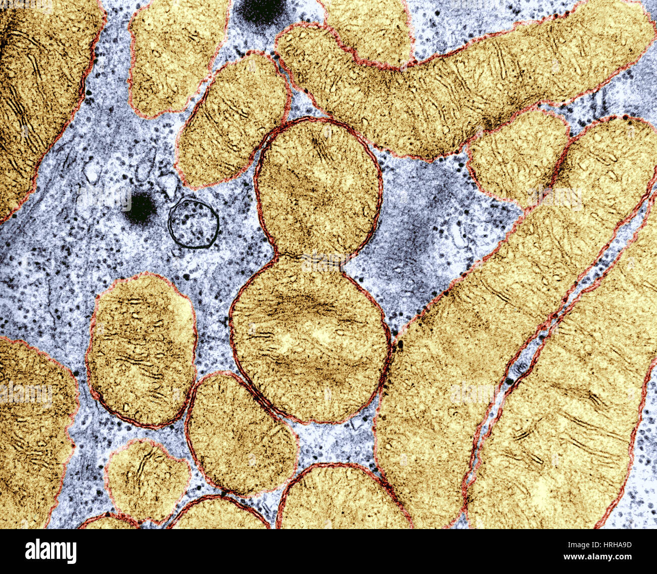 Mitochondrie Division Banque D'Images