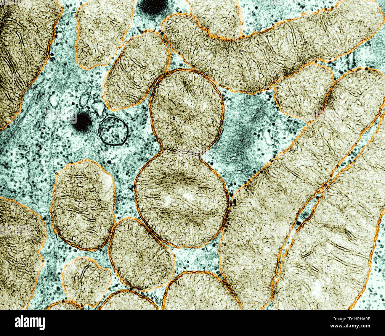 Mitochondrie Division Banque D'Images