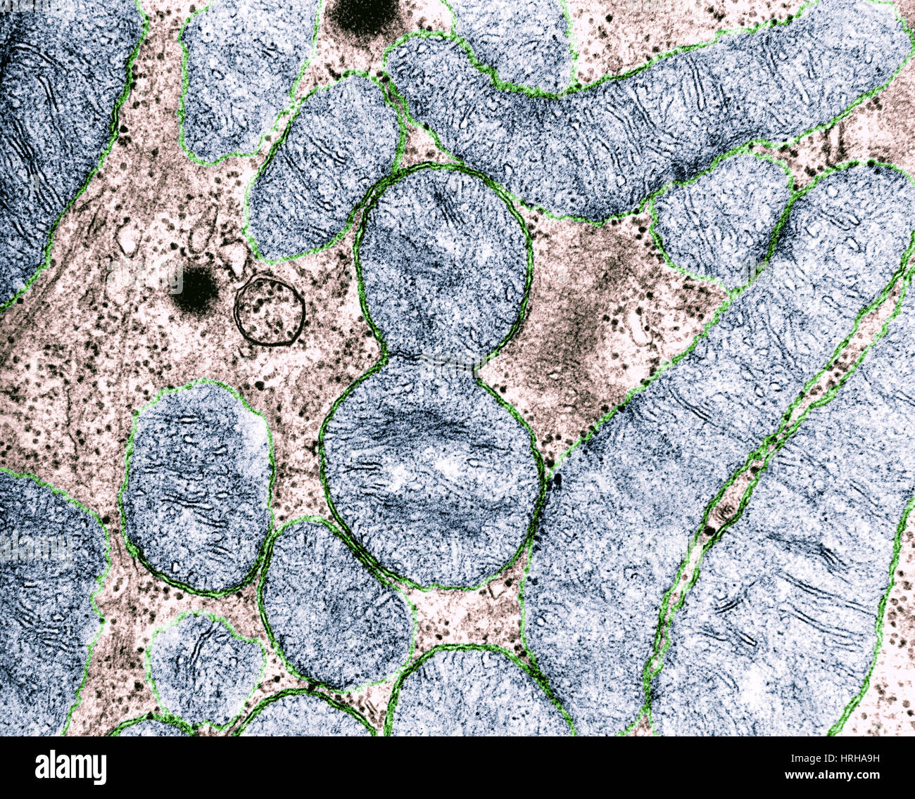 Mitochondrie Division Banque D'Images