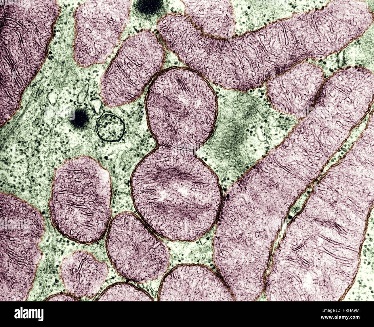Mitochondrie Division Banque D'Images