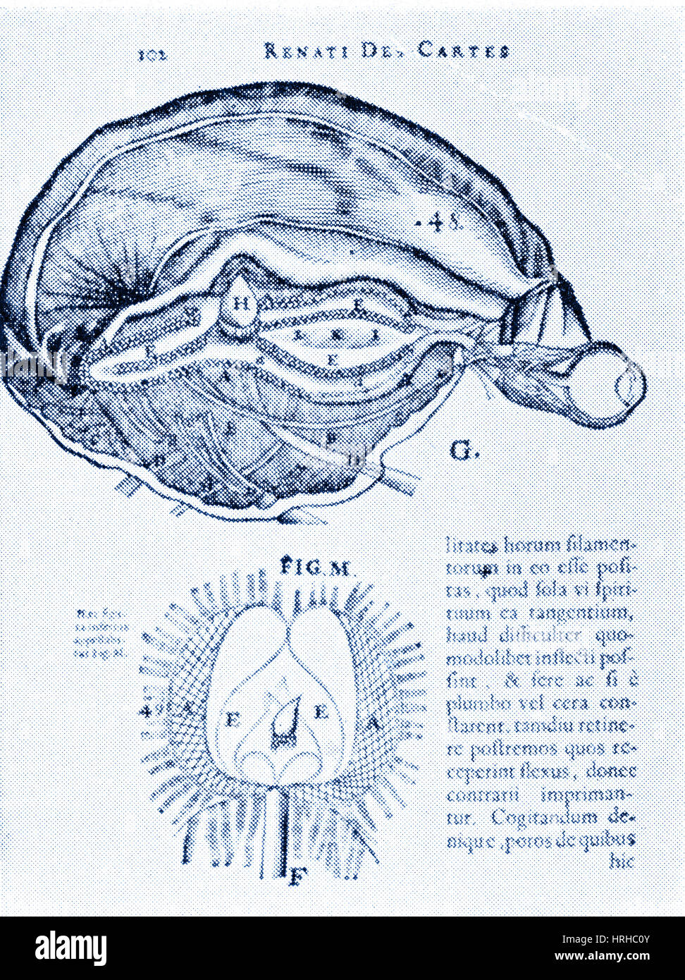 Cerveau et de l'épiphyse Banque D'Images