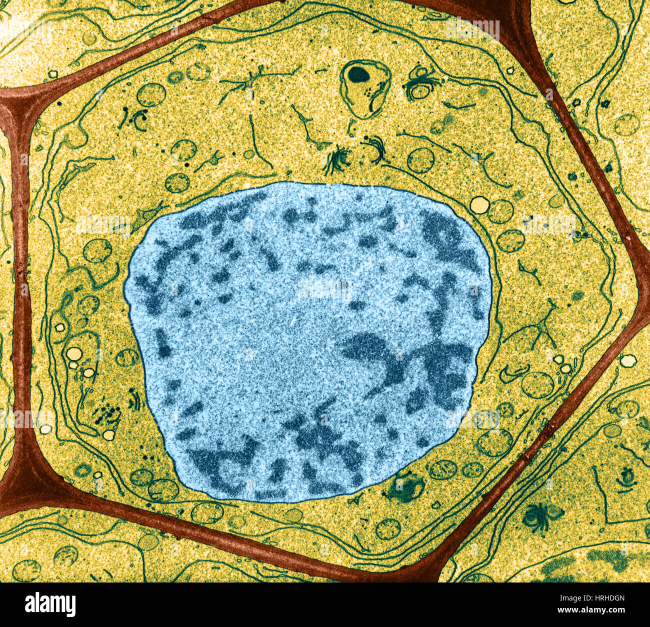 Cellule végétale type Banque D'Images