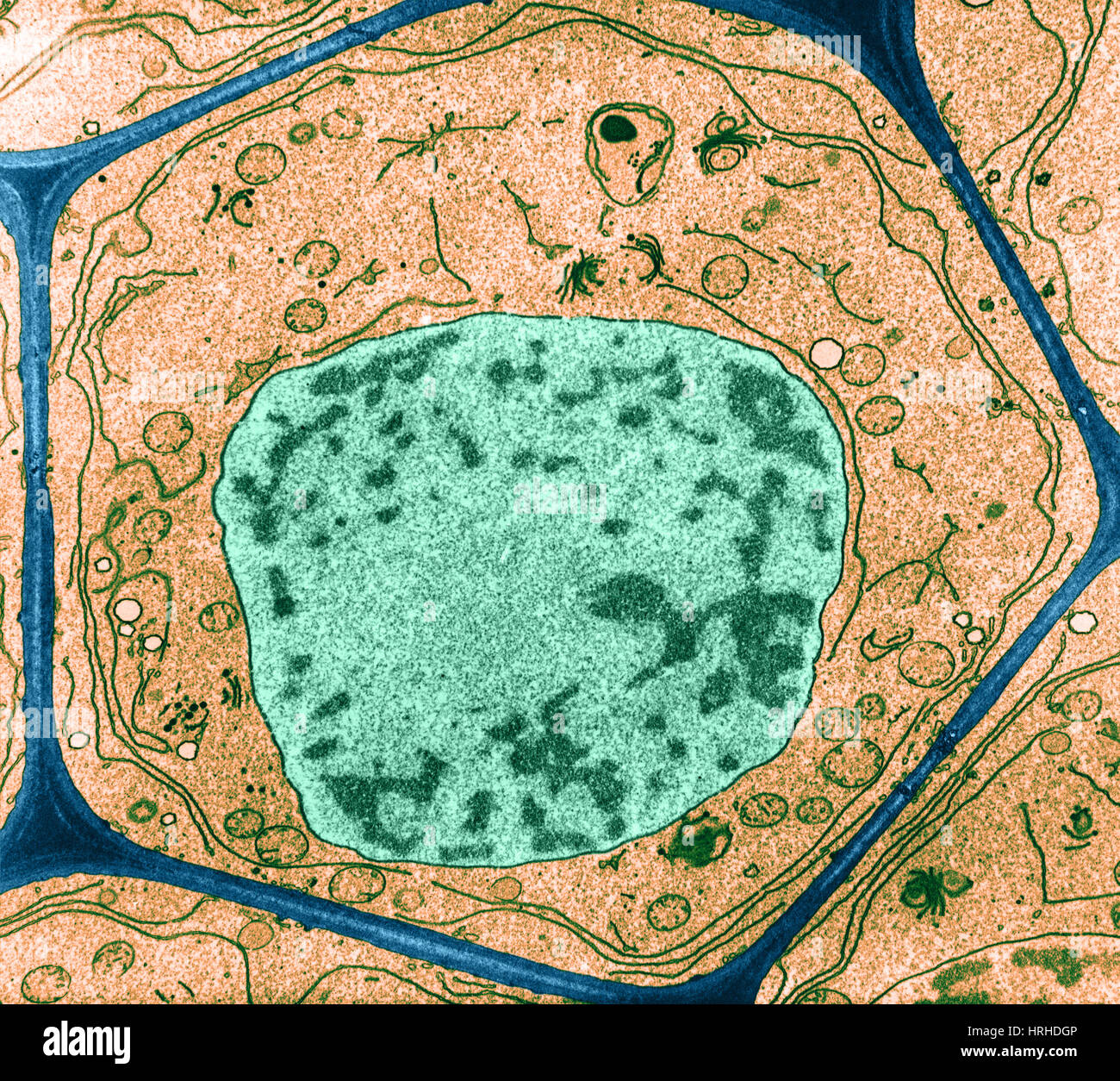 Cellule végétale type Banque D'Images