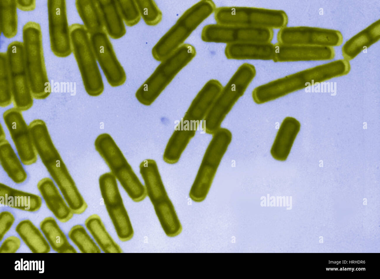 Bacillus cereus, LM Banque D'Images