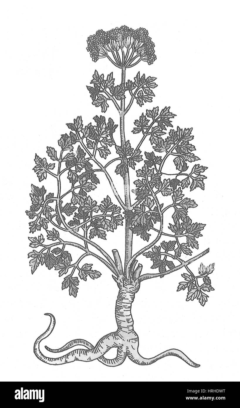 Petroselinum crispum Persil, jardin Banque D'Images
