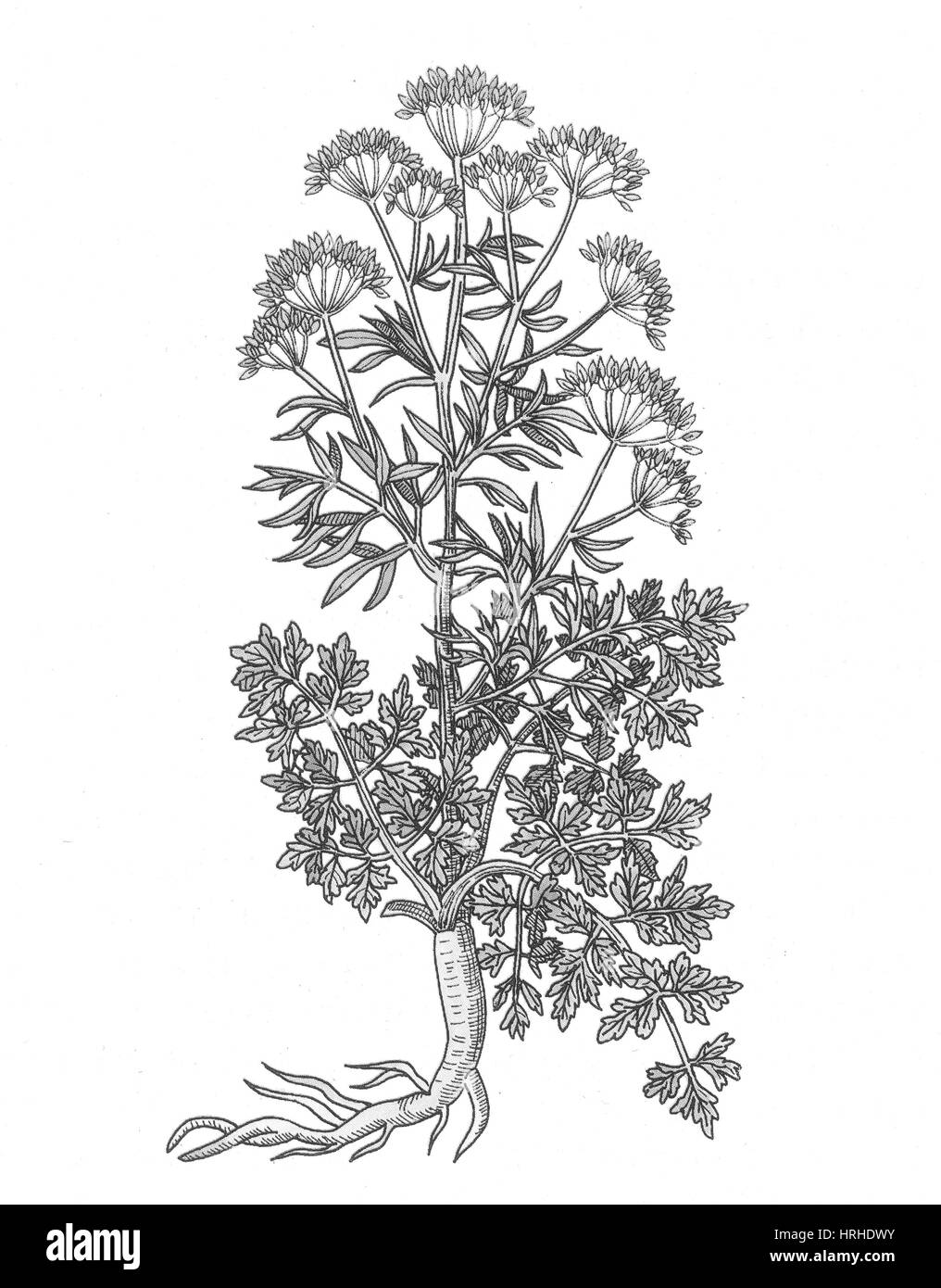 Petroselinum crispum Persil, jardin Banque D'Images