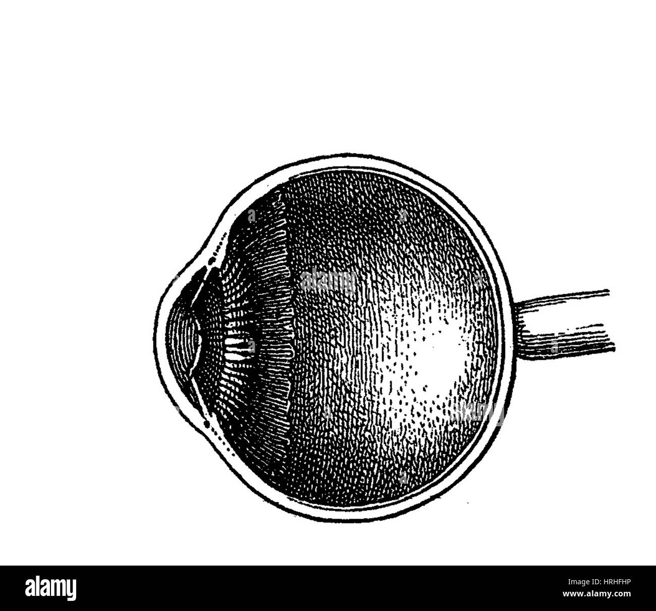 Anatomie de le œil Banque D'Images