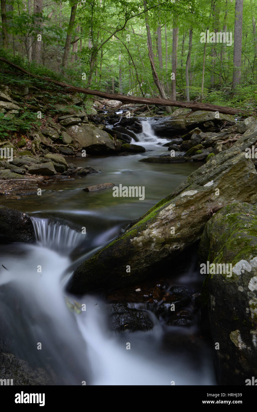 Première lumière du matin dans la région de Catoctin Mountain Park Banque D'Images