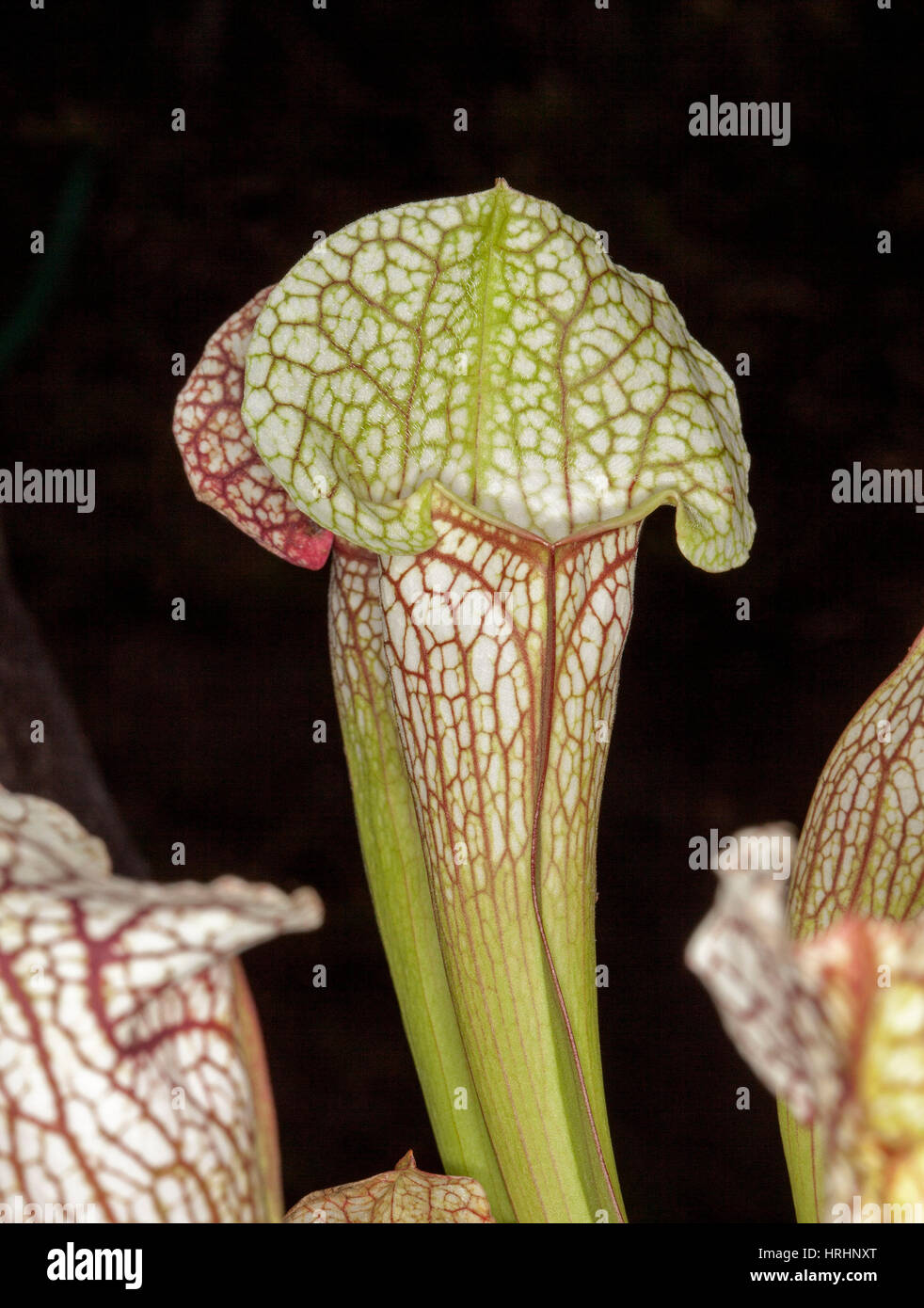 Sarracenia leucophylla, trompette insectivores sarracénie avec de jolis pichets blancs avec des nervures rouges sur fond sombre Banque D'Images