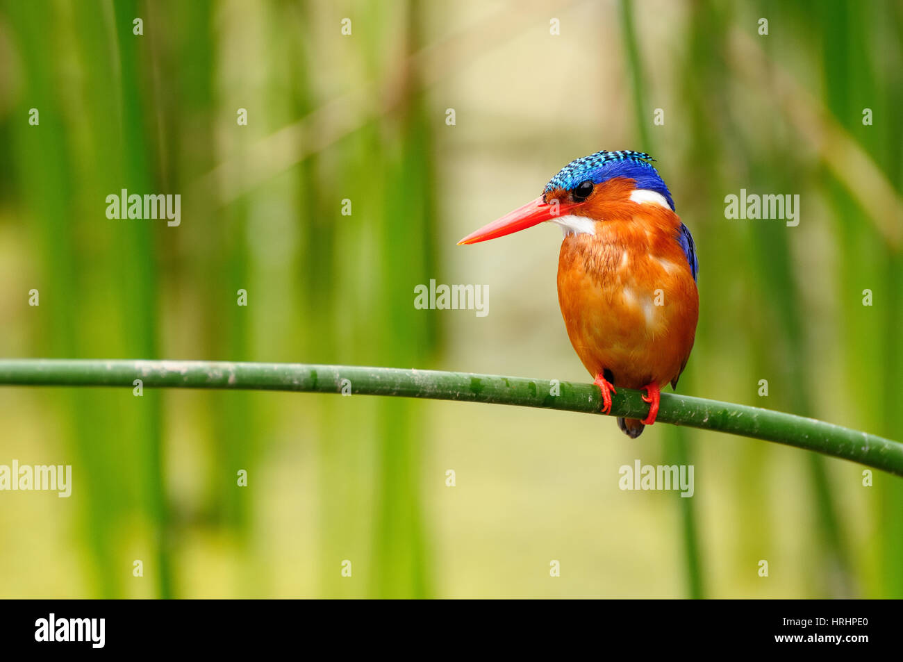 Kingfisher dans l'Amora Gedel parc national dans les environs de la ville de l'awasa Kenya Banque D'Images