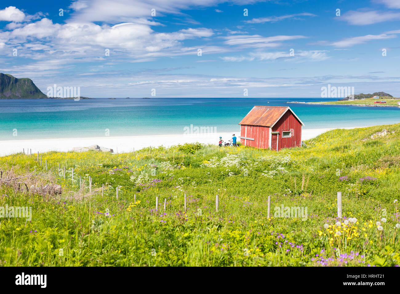 Fleurs colorées sur le châssis de vertes prairies rorbu typique entourée par une mer turquoise, Ramberg, îles Lofoten, Norvège Banque D'Images