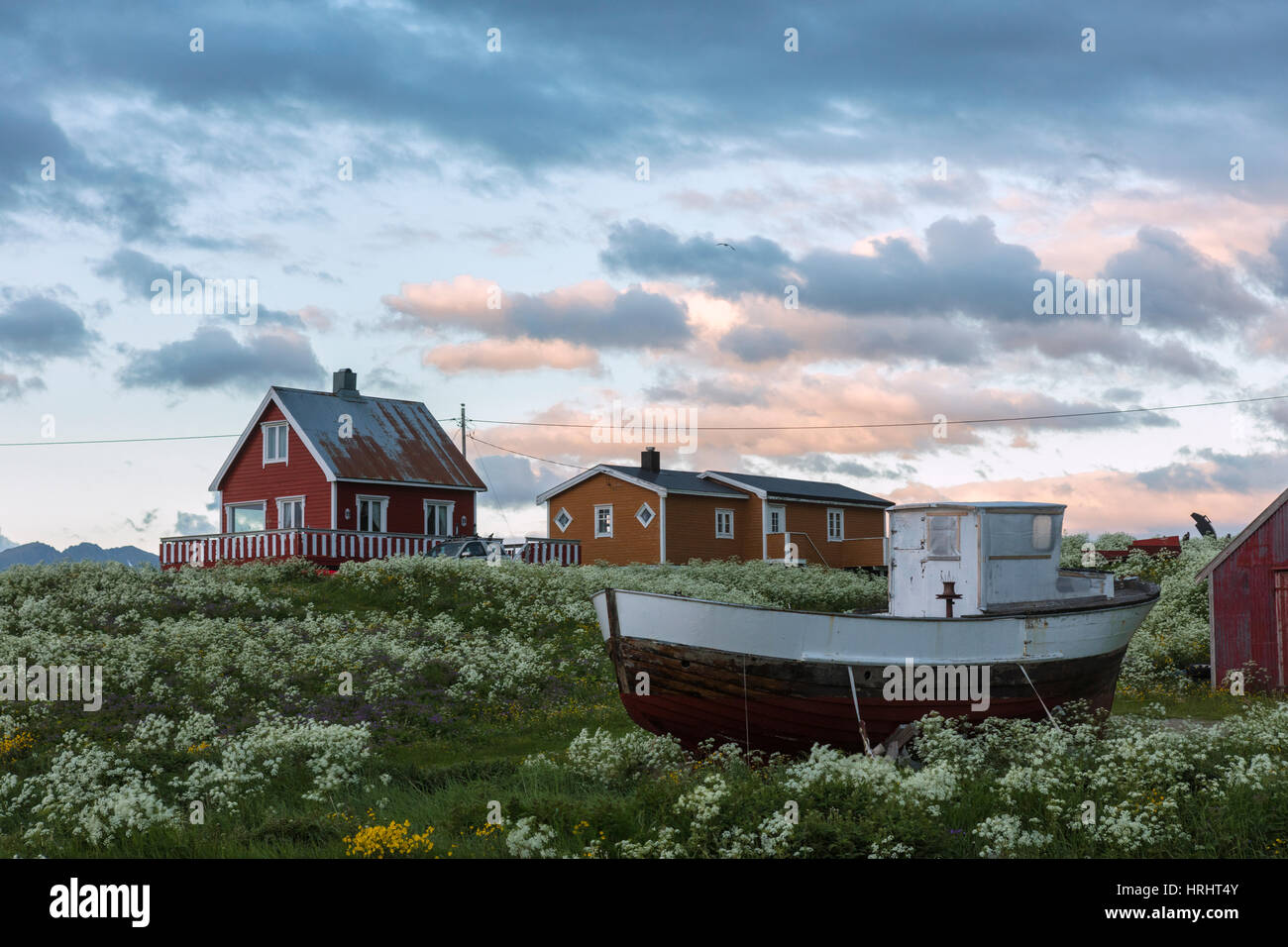 Soleil de minuit sur les maisons en bois appelée rorbu entouré de fleurs, Eggum, Vestvagoy, îles Lofoten, Norvège Banque D'Images