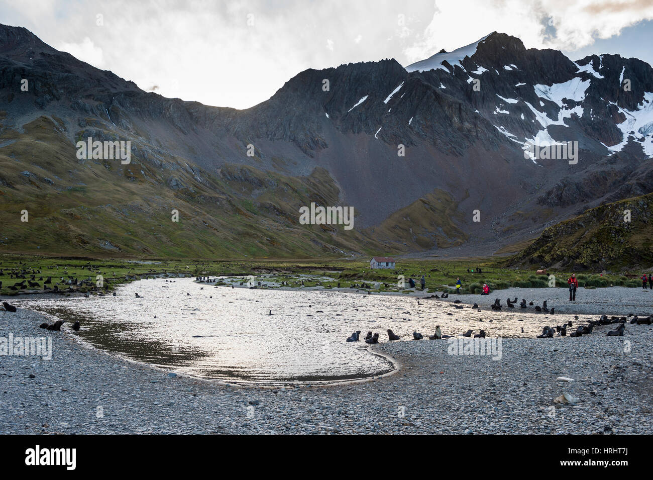 Les otaries à fourrure antarctique (Arctocephalus gazella), Ocean Harbour, la Géorgie du Sud, l'Antarctique, régions polaires Banque D'Images