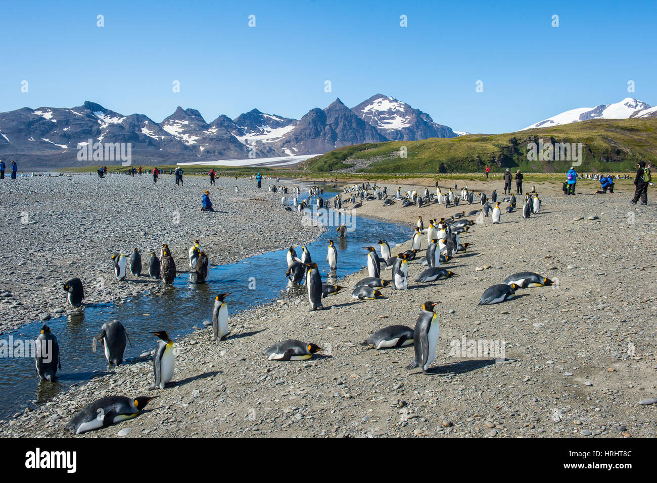 Le roi géant penguin (Aptenodytes patagonicus) colonie, la plaine de Salisbury, la Géorgie du Sud, l'Antarctique, régions polaires Banque D'Images