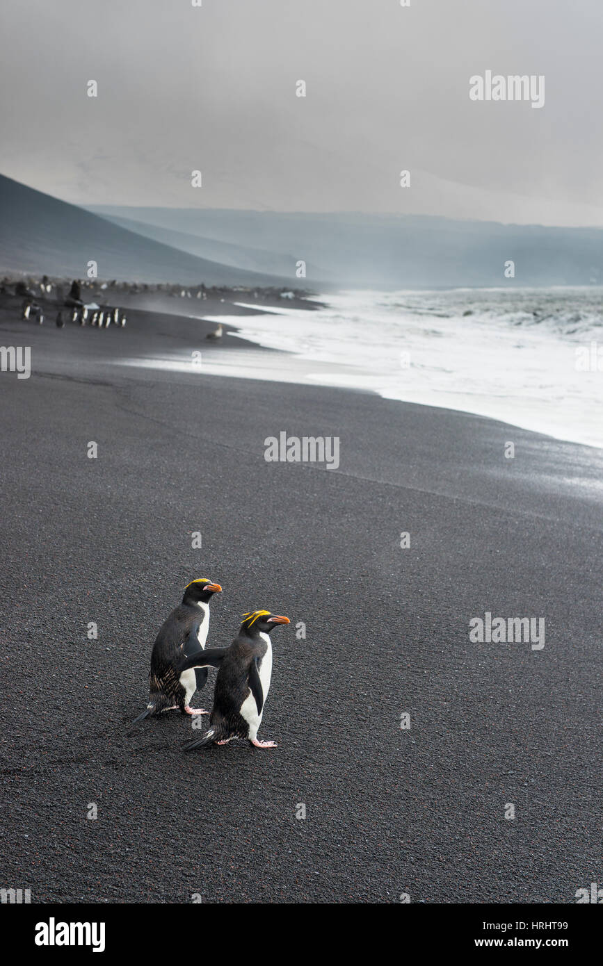 Le Sud Rockhopper Penguin group (Eudyptes chrysocome), Saunders Island, îles Sandwich du Sud, l'Antarctique, régions polaires Banque D'Images