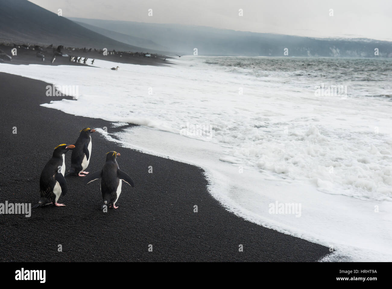 Le Sud Rockhopper Penguin group (Eudyptes chrysocome), Saunders Island, îles Sandwich du Sud, l'Antarctique, régions polaires Banque D'Images