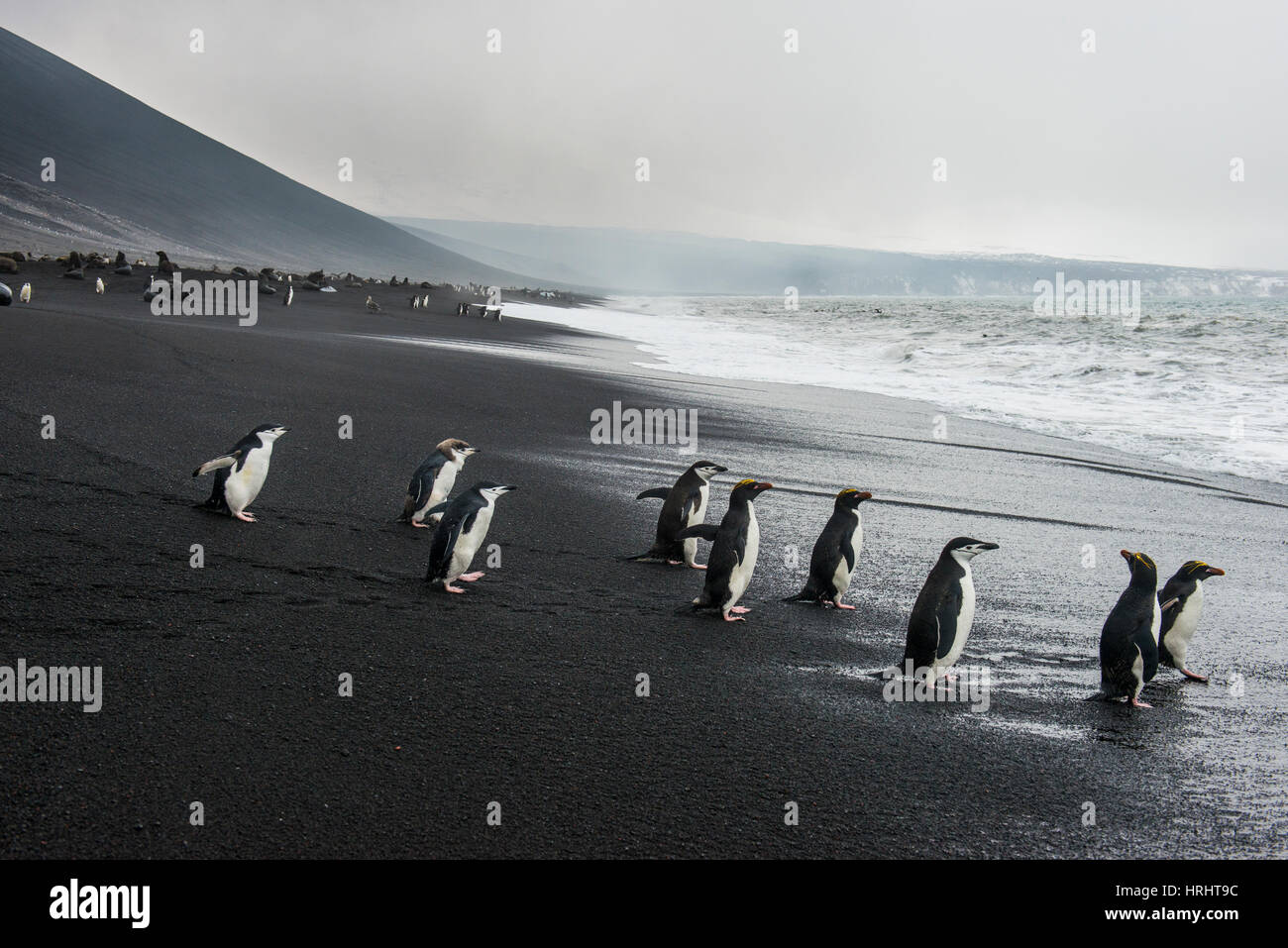 Jugulaire penguin group (Pygoscelis antarctica), Saunders Island, îles Sandwich du Sud, l'Antarctique, régions polaires Banque D'Images