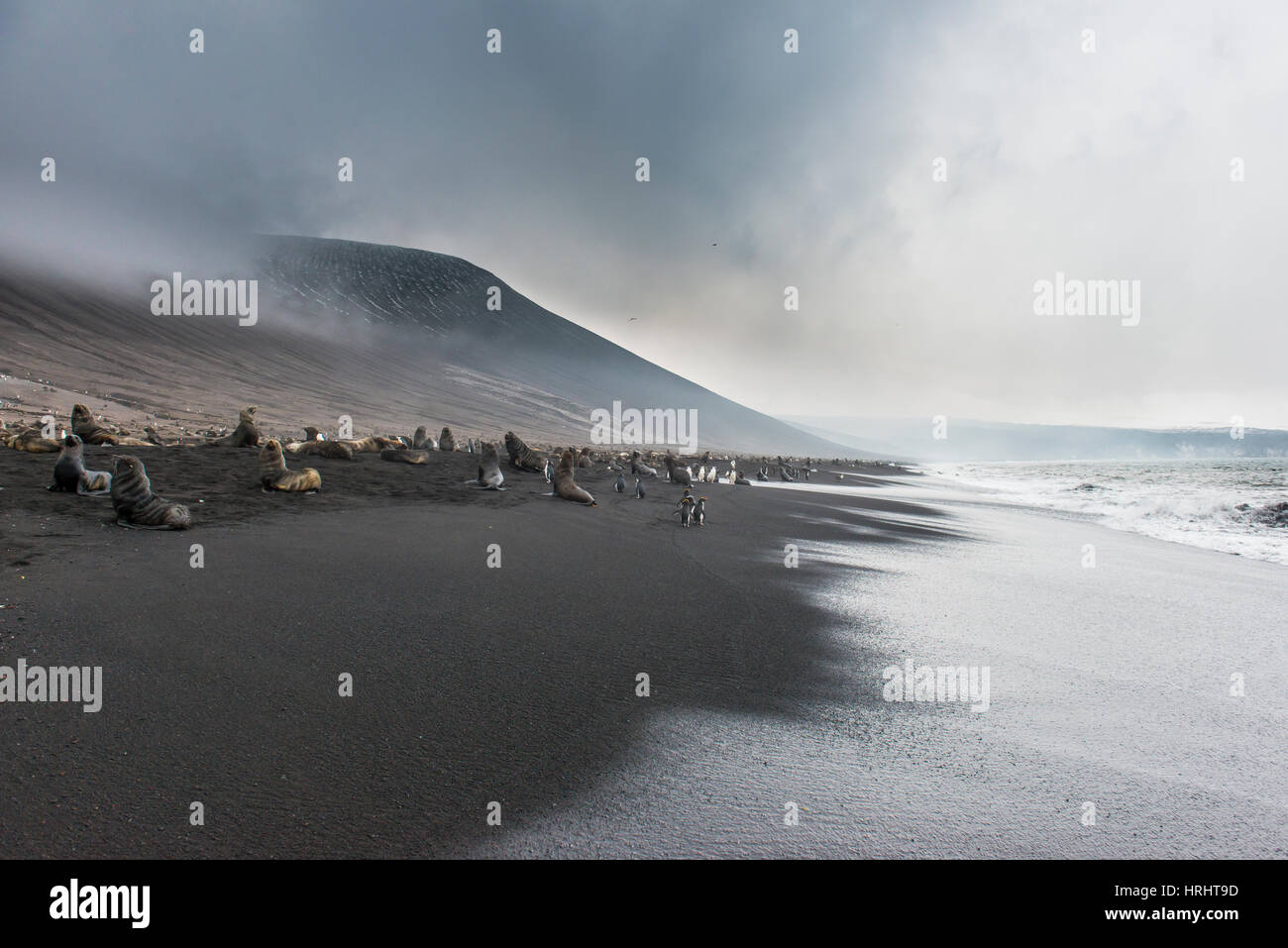 Les otaries à fourrure de l'Antarctique et une immense colonie de manchots à jugulaire sur une plage volcanique, l'Île Saunders, îles Sandwich du Sud, l'Antarctique Banque D'Images