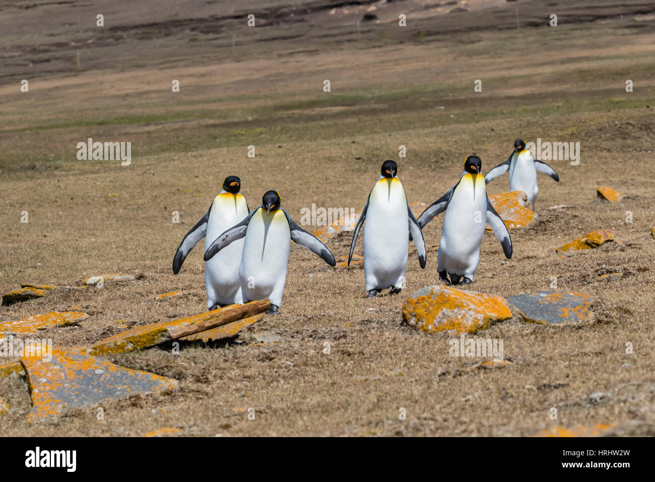 Des profils de manchots royaux (Aptenodytes patagonicus) sur les pentes herbeuses de l'Île Saunders, îles Falkland Banque D'Images