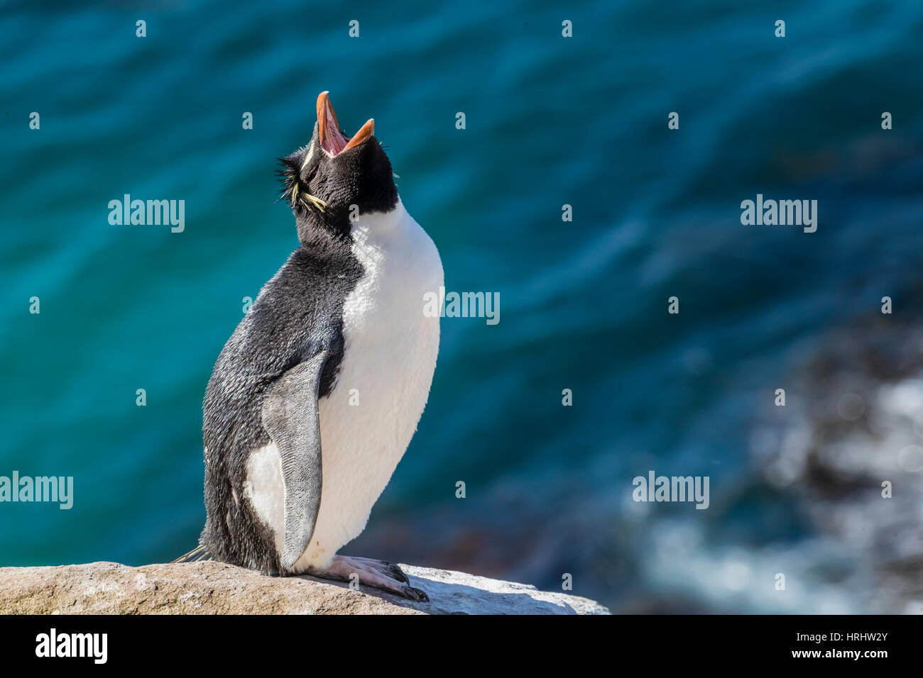 Le sud de l'Adultes Rockhopper Penguin (Eudyptes chrysocome) à colonie de reproduction sur l'Île Saunders, Îles Falkland Banque D'Images