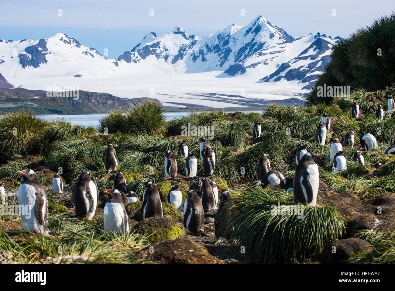 Gentoo pingouin (Pygoscelis papua), colonie de l'Île du prion, la Géorgie du Sud, l'Antarctique, régions polaires Banque D'Images