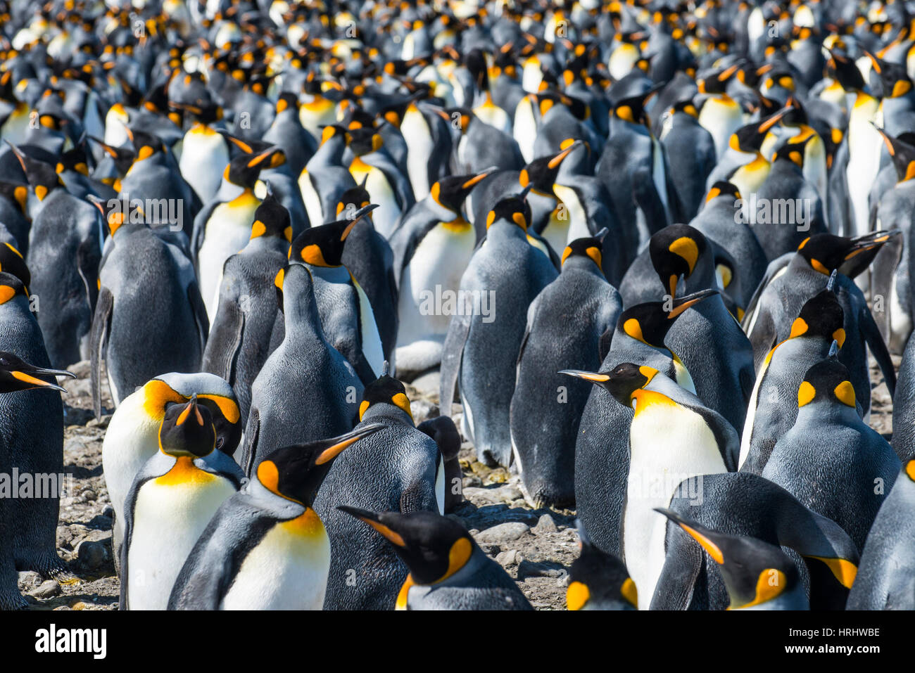 Le manchot royal géant (Aptenodytes patagonicus) colonie, la plaine de Salisbury, la Géorgie du Sud, l'Antarctique, régions polaires Banque D'Images