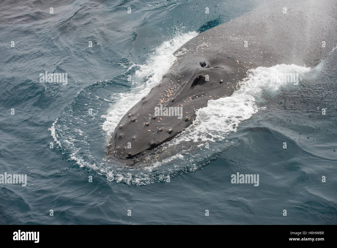 Baleine à bosse (Megaptera novaeangliae), îles Sandwich du Sud, l'Antarctique, régions polaires Banque D'Images