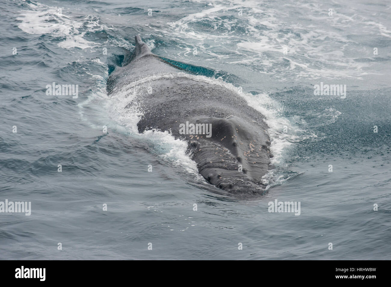 Baleine à bosse (Megaptera novaeangliae), îles Sandwich du Sud, l'Antarctique Banque D'Images