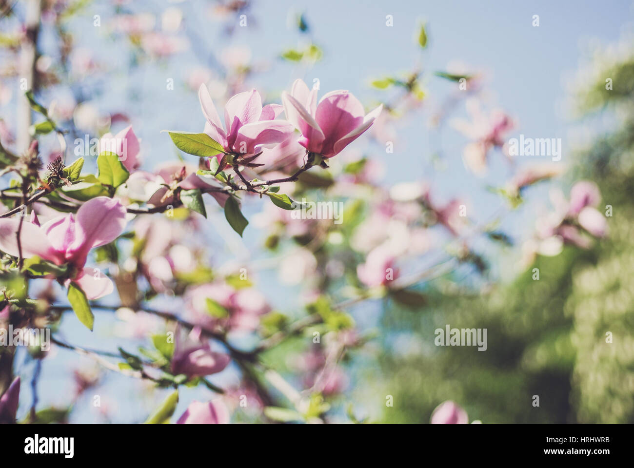Magnolia blossom Banque D'Images