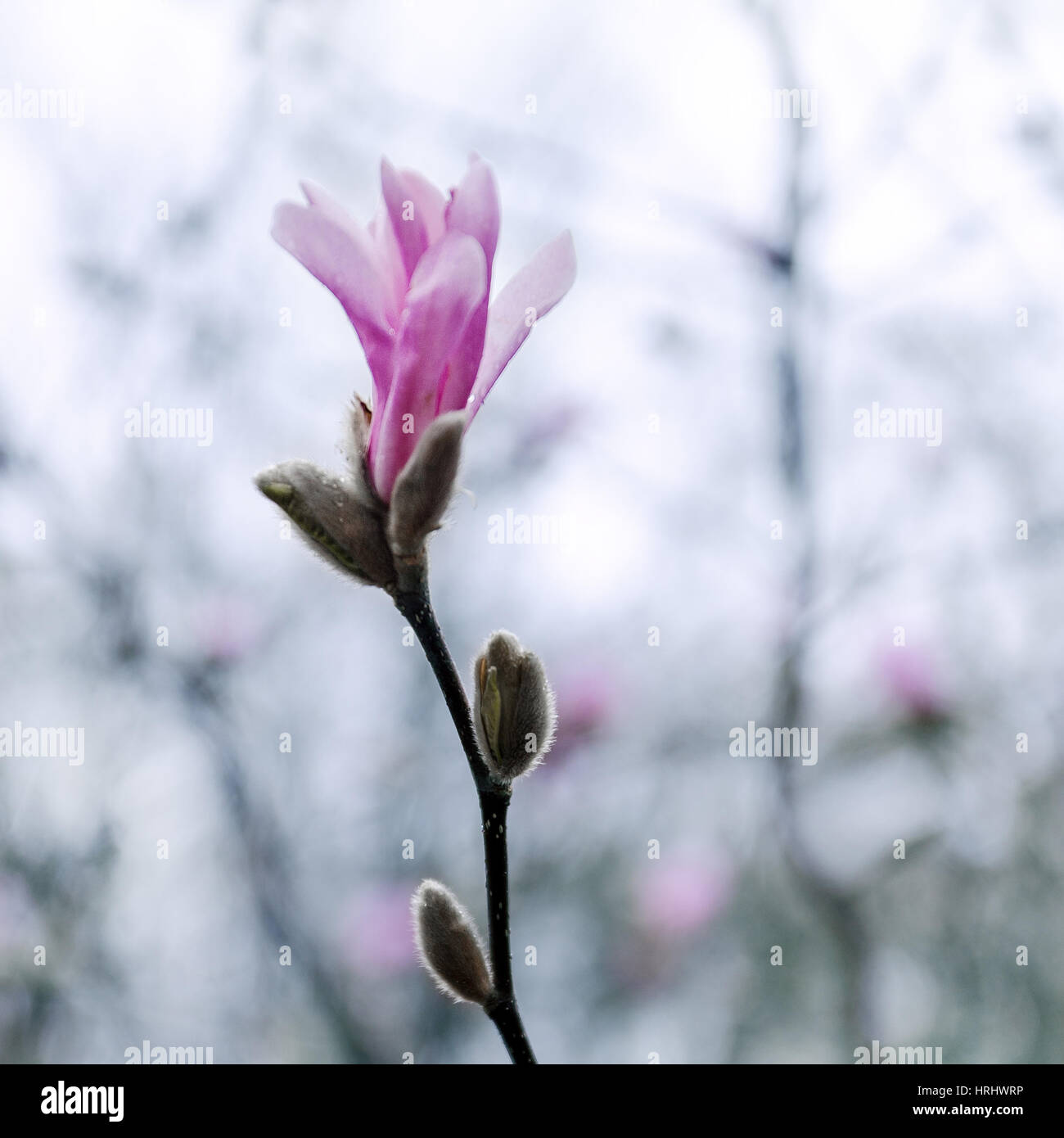 Magnolia blossom Banque D'Images