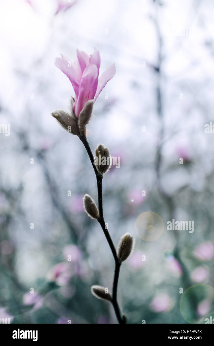 Magnolia blossom Banque D'Images
